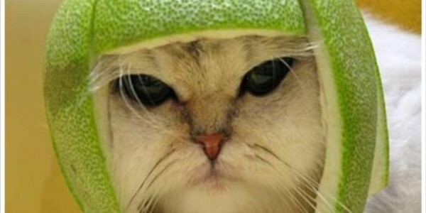 Would you rather type a brand name to skip a video ad? Solve Media thinks so.