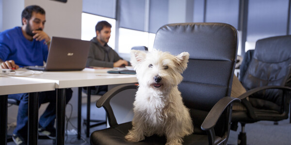 10 adorable startup pets that make the office feel like home