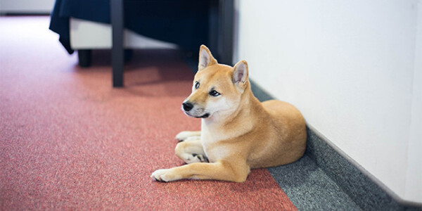 12 more adorable startup pets at the awwfice
