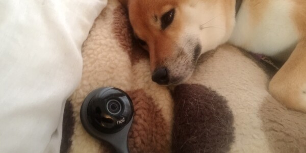 How the Nest Cam helped me care for my shiba inu after surgery