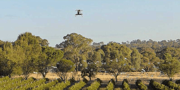 Scarecrow drones keep birds away from crops without causing them harm