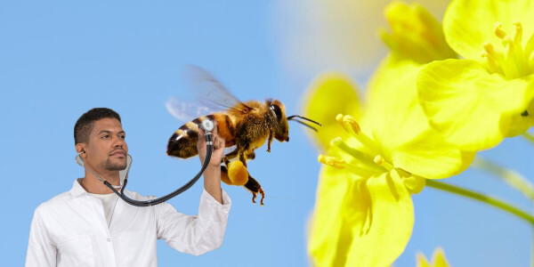 Australian scientists need your help keeping track of exotic bees (please)