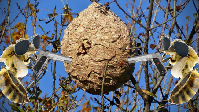 Scientists are slaughtering radio-tracked hornets to save the bees