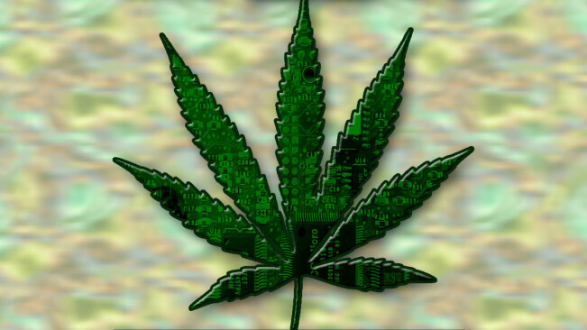 Cannabis is more effective at preventing and treating COVID-19 than hydroxychloroquine