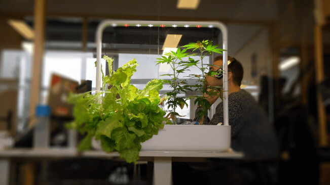 Video: We grew weed in our office with this ~high~ tech smart garden