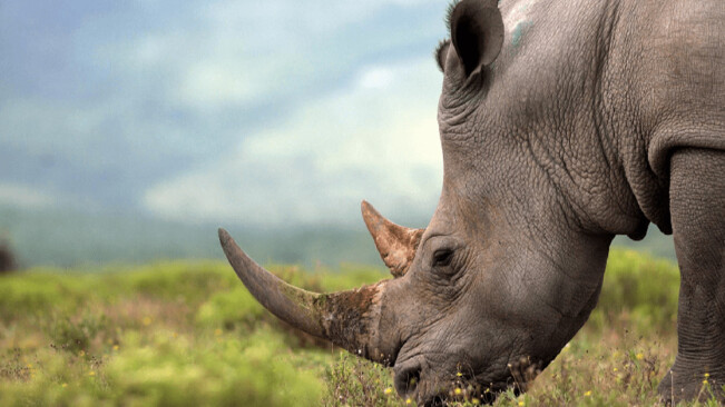 South Africa’s first legal online rhino horn auction totally failed