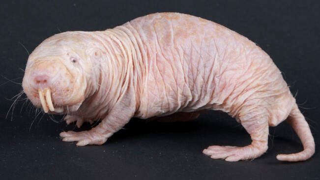 Studying naked mole-rats could be the key to breakthroughs in treating pain and cancer