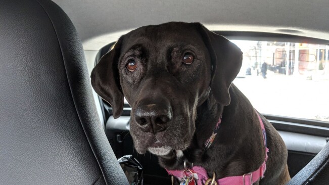 Uber is making it easier to bring pets along for the ride