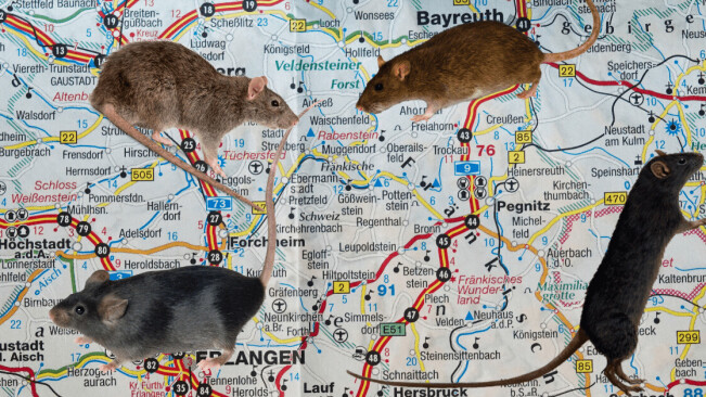 This rat detective uses DNA to track how rats move around cities