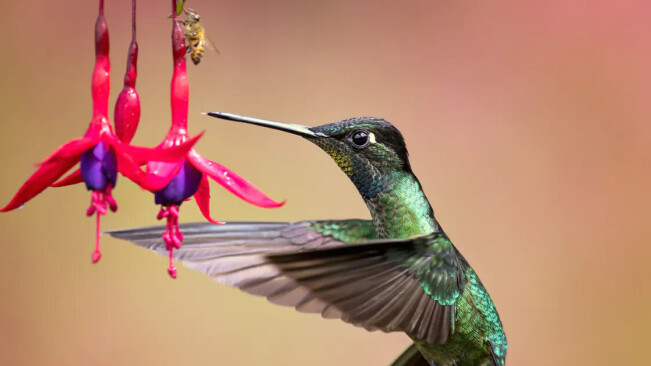 How birds drop ‘unnecessary’ genes can help us understand evolution