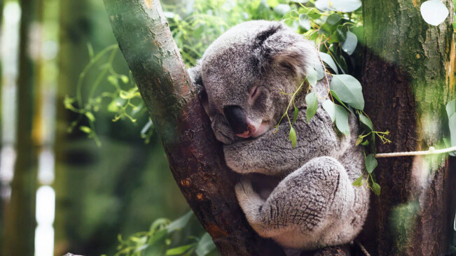 Animals use some wild tricks to survive bushfires