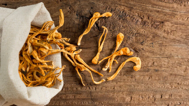 Zombie caterpillars may cure cancer — but the side effects are uncertain