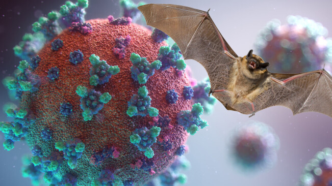 Coronavirus: Epidemiologist debunks 3 myths about how animals transmit diseases