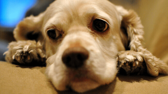 These AIs think they can translate your dog’s barks