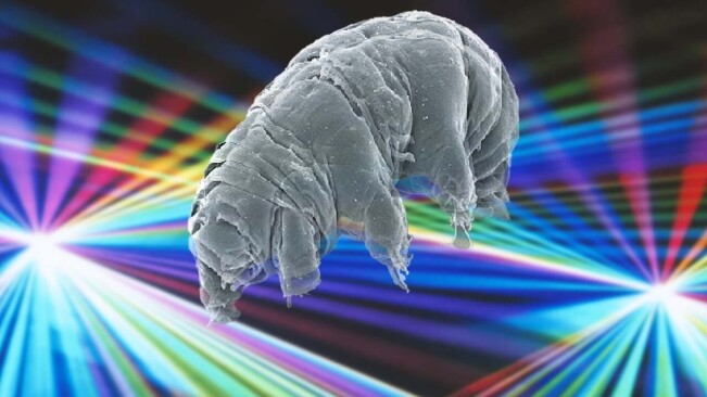 Scientists created a biological quantum circuit in grisly experiment with tardigrades