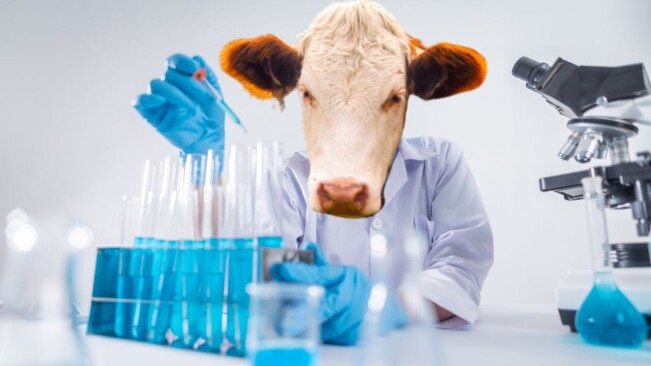 The Dutch are world leaders in lab-grown meat. How come they can’t eat it?