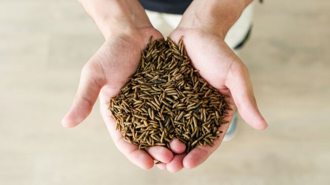 Insect farming startup targets pet food as gateway to human consumption