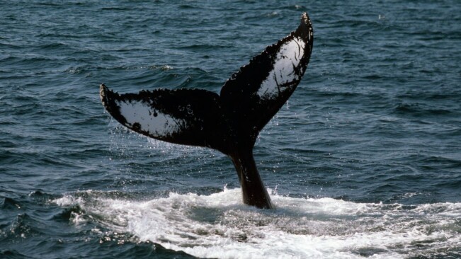 ‘Wave devouring’ tech inspired by whales could propel ships towards net zero