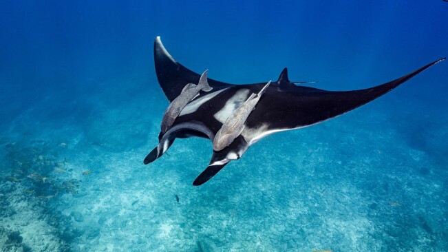 World Ocean Day: Meet 3 tech startups protecting our seas