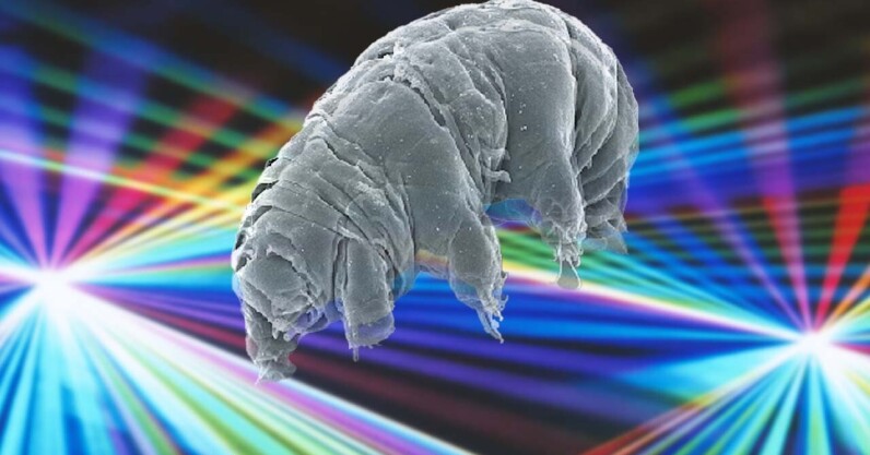 Scientists created a biological quantum circuit in grisly experiment with tardigrades